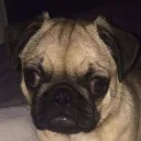 cookedpug
