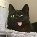 paulie818's Avatar