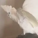 cr0c.