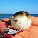 wedfish