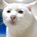 avatar Kubanischer Teppichverkäufer