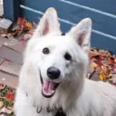 kenux