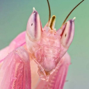 avatar ⋆౨ৎ˚✮˖ 𝓐uroraᥫ᭡˙⋆✮