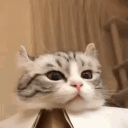 cat.mp4