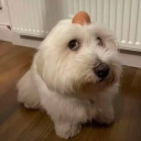 avatar 𝐁𝐢𝐛𝐢♱⃓