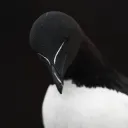 akvna