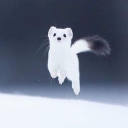 avatar Jvnko