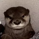 nyewiggle