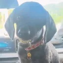 lifeofchop