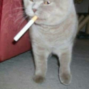 avatar Ket  /ᐠ - ˕ -マ