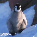echogravity