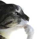 thestinker avatar