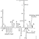 aminoacyl