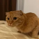 kukusim