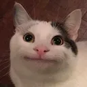 .drunkencat