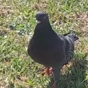 aguspiris