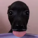 natbotjuice