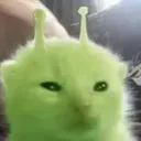 chilidawg_69420