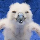 shoobie6977