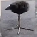 adepttimidleaf avatar