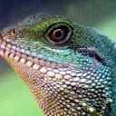 codereptile