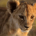 avatar 💫 ︴ʟᴜᴍɪ