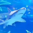 bs_blueshark
