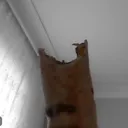 dryumos