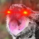 chickentembers avatar