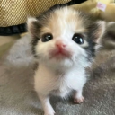 avatar 𝐥𝐢𝐬𝐚