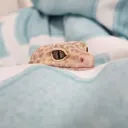 communisthockeygecko