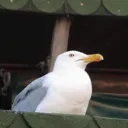 elitekampfkeks99