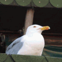 elitekampfkeks99
