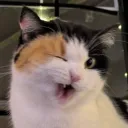 jelei_x