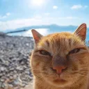 liburritoil