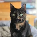 catkingplayz