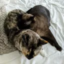 mother_of_kiddens