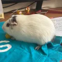 bigeyechicken