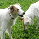 sheepychris