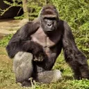 monketime1