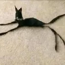 tendent