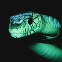 dendraspis