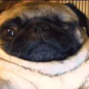 Аватар junk_2423