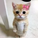 misslauryn