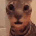 pigamnoob