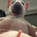 avatar paddysmackflapjack