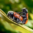 avatar Александр