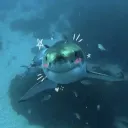 sharkygirly