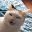 banana cat bot