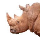 amrlyoyo